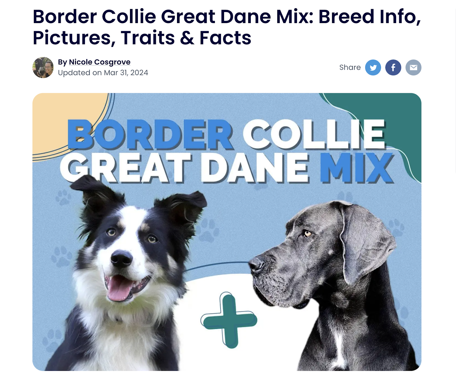 blog post title "Border Collie Great Dane Mix: Breed Info, Pictures, Traits and Facts"